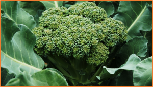 Fine mapping of a major co-localized QTL associated with self-incompatibility identified in two F2 populations (broccoli&thinsp;&times;&thinsp;cauliflower and cauliflower&thinsp;&times;&thinsp;Chinese kale)