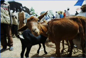 Addressing climate risks for Nigerian pastoralists