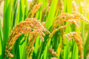 Chinese Scientists Use Gene Editing to Develop CoQ10-Producing Rice