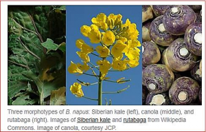 Researchers map vegetable family tree