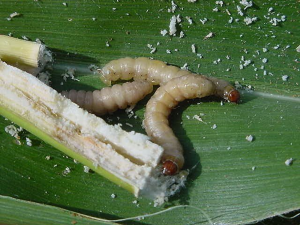 Performance of Bt maize event MON810 in controlling maize stem borers Chilo partellus and Busseola fusca in Uganda