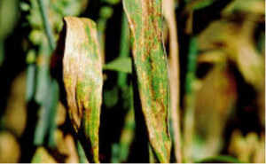 Genetic mapping using a wheat multi-founder population reveals a locus on chromosome 2A controlling resistance to both leaf and glume blotch caused by the necrotrophic fungal pathogen Parastagonospora nodorum