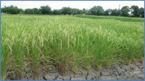 Microbial inoculation in rice regulates antioxidative reactions and defense related genes to mitigate drought stress.