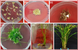 Blast resistance gene Pi54 over-expressed in rice to understand its cellular and sub-cellular localization and response to different pathogens.