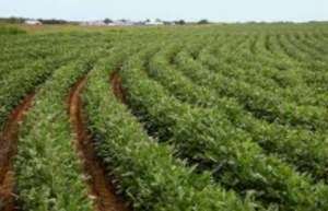 Genetic dynamics of earlier maturity group emergence in south-to-north extension of Northeast China soybeans