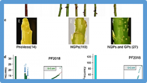 Genetic determinism of prickles in rose
