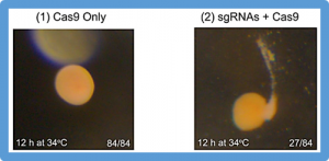 Reduced thermal tolerance in a coral carrying CRISPR-induced mutations in the gene for a heat-shock transcription factor