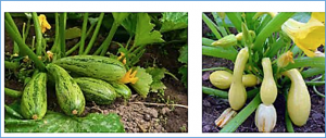 A combined BSA-Seq and linkage mapping approach identifies genomic regions associated with Phytophthora root and crown rot resistance in squash