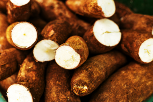 CRISPR-Cas9 Helps Enhance Cassava`s Disease Resistance, Drought Tolerance, and Starch Biosynthesis