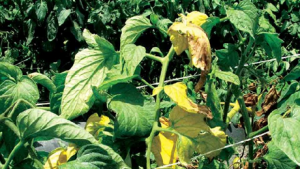 Characterization and elimination of linkage-drag associated with Fusarium wilt race 3 resistance genes