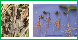 Molecular mapping of quantitative disease resistance loci for soybean partial resistance to Phytophthora sansomeana