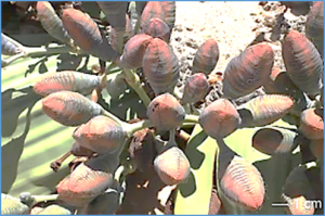 The Welwitschia genome reveals a unique biology underpinning extreme longevity in deserts