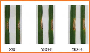 Rice ubiquitin-conjugating enzyme OsUBC26 is essential for immunity to the blast fungus Magnaporthe oryzae