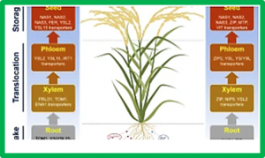 Genetic determinants of micronutrient traits in graminaceous crops to combat hidden hunger