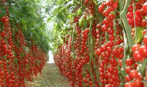 Domestication Shapes Recombination Patterns in Tomato. 