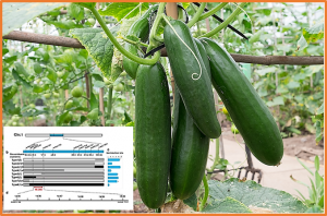 The qLTG1.1 candidate gene CsGAI regulates low temperature seed germination in cucumber