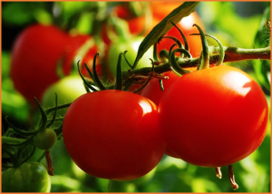 GCN5-related histone acetyltransferase HOOKLESS2 regulates fungal resistance and growth in tomato