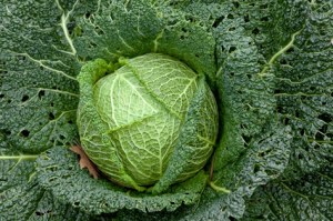 Mutation in BrGGL7 gene encoding a GDSL esterase / lipase causes male sterility in Chinese cabbage (Brassica rapa L. ssp. pekinensis)