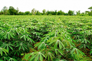 Current status and impending progress for cassava structural genomics