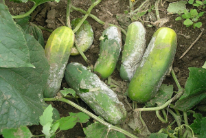 Research Advances in Genetic Mechanisms of Major Cucumber Diseases Resistance
