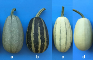 Chromosomal fragment deletion in APRR2-repeated locus modulates the dark stem color in Cucurbita pepo