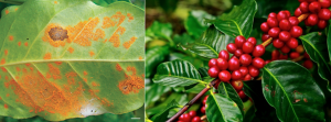 Marker-Assisted Recurrent Selection for Pyramiding Leaf Rust and Coffee Berry Disease Resistance Alleles in Coffea arabica L