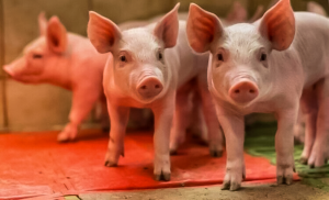 Transgenic Pigs Exhibit Excellent Digestion of High-Fiber Diets