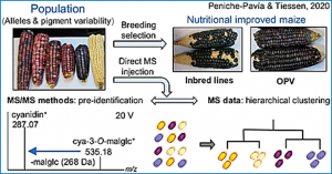 R3-MYB repressor Mybr97 is a candidate gene associated with the Anthocyanin3 locus and enhanced anthocyanin accumulation in maize