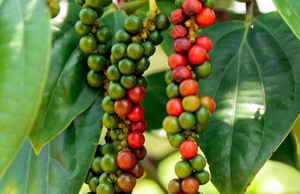 Genome-wide identification and characterization of tissue-specific non-coding RNAs in black pepper ( Piper nigrum L.)