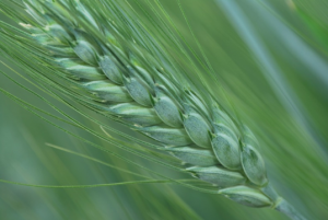 Image-based phenomic prediction can provide valuable decision support in wheat breeding