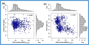 Pyramiding Fusarium head blight resistance QTL from T. aestivum, T. dicoccum and T. dicoccoides in durum wheat