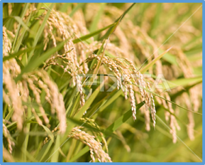 OsJRL40, a Jacalin-Related Lectin Gene, Promotes Salt Stress Tolerance in Rice