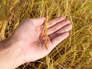 Gene-edited Rice May Grow in the Ocean