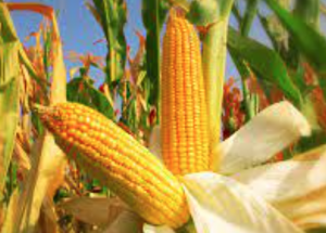 Identifying QTLs involved in hybrid performance and heterotic group complementarity: new GWAS models applied to factorial and admixed diallel maize hybrid panels