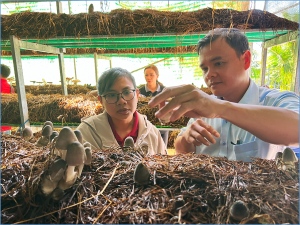 Farmer Field Day showcases rice straw-based circular economy benefits in Vietnam