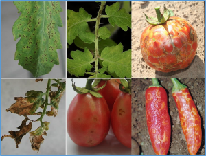The complete genome sequence of tomato necrotic ringspot virus in chilli in Thailand derived from next-generation sequencing