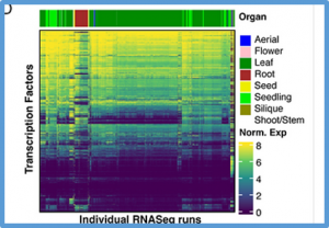 Organ-delimited gene regulatory networks provide high accuracy in candidate transcription factor selection across diverse processes