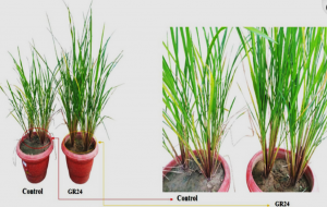 Strigolactone GR24-mediated mitigation of phosphorus deficiency through mycorrhization in aerobic rice