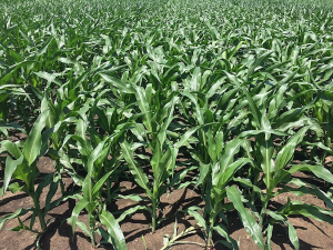 Maize smart-canopy architecture enhances yield at high densities