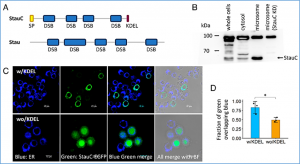 StaufenC facilitates utilization of the ERAD pathway to transport dsRNA through the endoplasmic reticulum to the cytosol