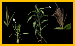 Haploid identification in maize