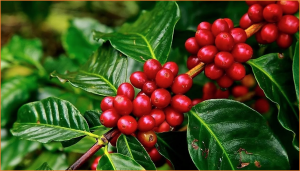 Genomic-assisted breeding for climate-smart coffee