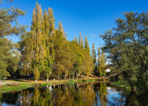 Gene-Edited Poplar Trees Produce High-Strength Compressed Wood