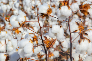 COGEM Releases Advice on Renewal of Import and Processing of GM Cotton T304-40