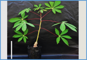 Optimization of cassava (Manihot esculenta Crantz) grafting technique to enhance its adoption in cassava cultivation