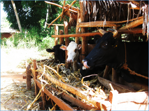 Business-to-business workshops promote technology uptake among agripreneurs in Tanzania