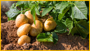 Strategies and Protocols for Optimized Genome Editing in Potato