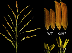 Design of CoQ10 crops based on evolutionary history