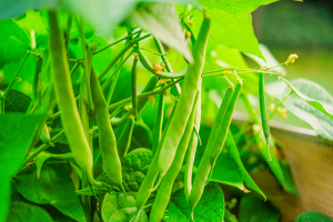 CRISPR Sheds Light on Enhancing Nitrogen Fixation in Bean Genes