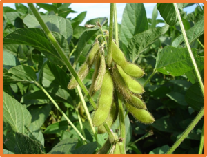 Progress in soybean functional genomics over the past decade